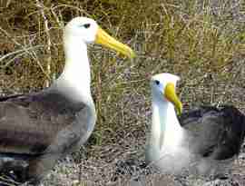 Albatross Pair