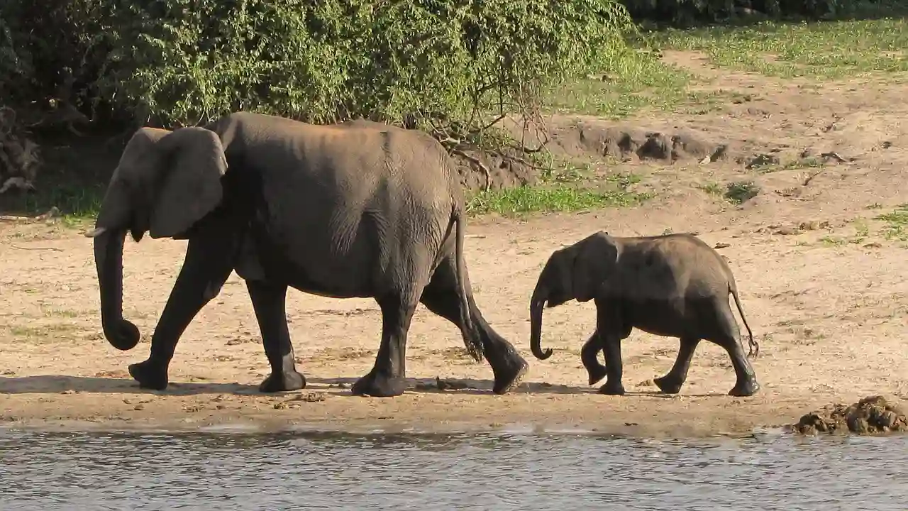 Elefant mor og barn, Botswana