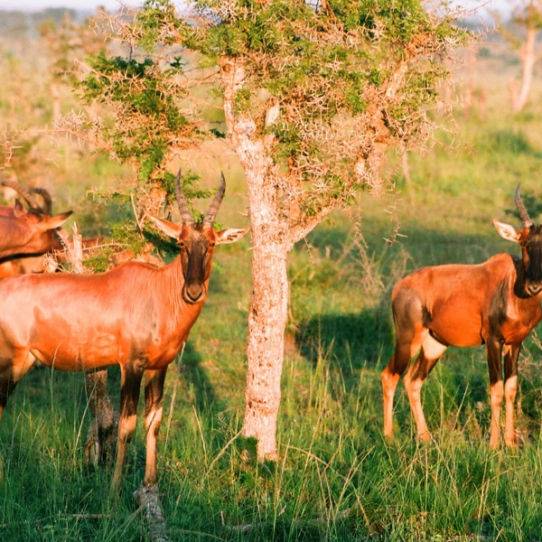 Red tsessebe, Uganda