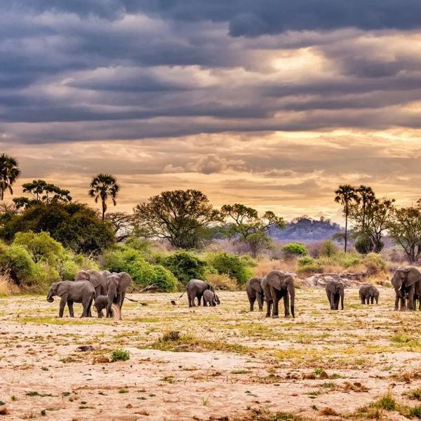 Tanzania - Ruaha Nationalpark