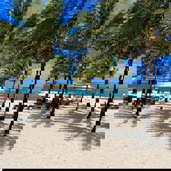 Flot strand med vind i palmerne Mauritius