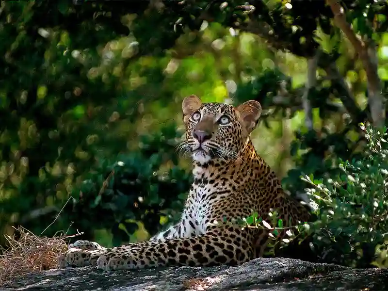 Leopard, Sri Lanka