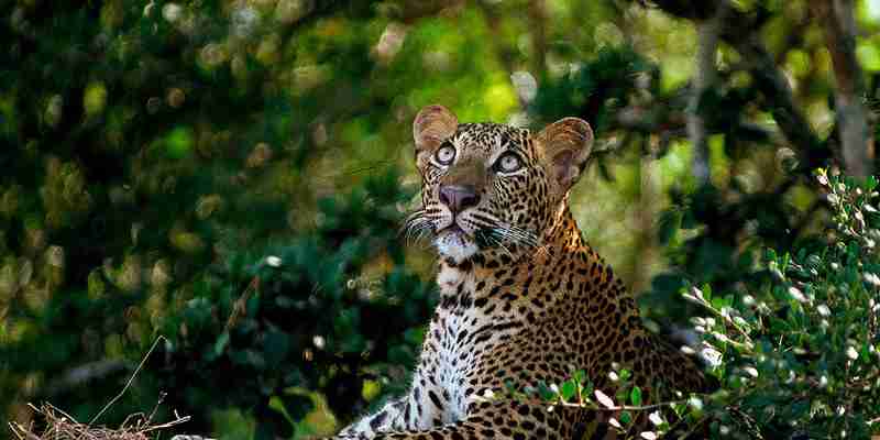 Rejser til Sri Lanka - Leopard