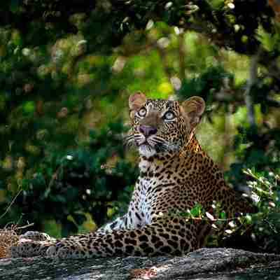 Leopard, Sri Lanka