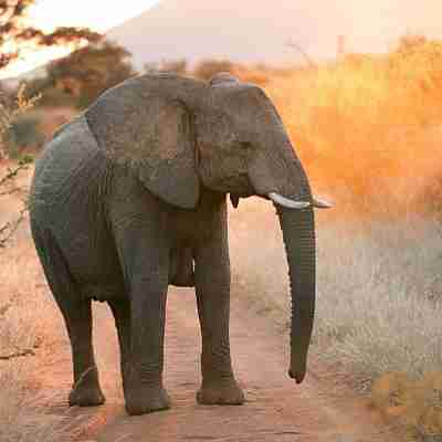 Kruger Nationalpark, elefant i aftenlys