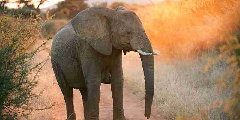 Kruger Nationalpark, elefant i aftenlys