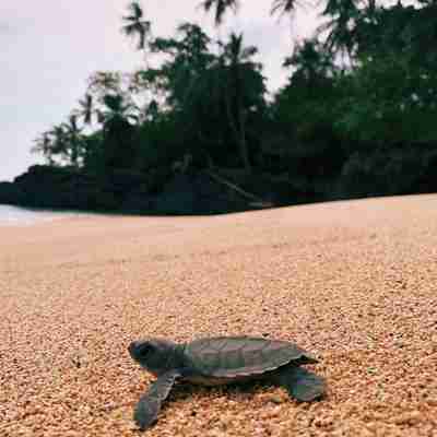 baby skildpadde på stranden
