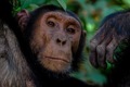 Chimpanse i Uganda