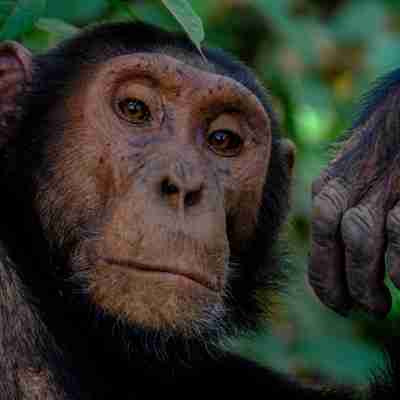 Se chimpanser i Uganda