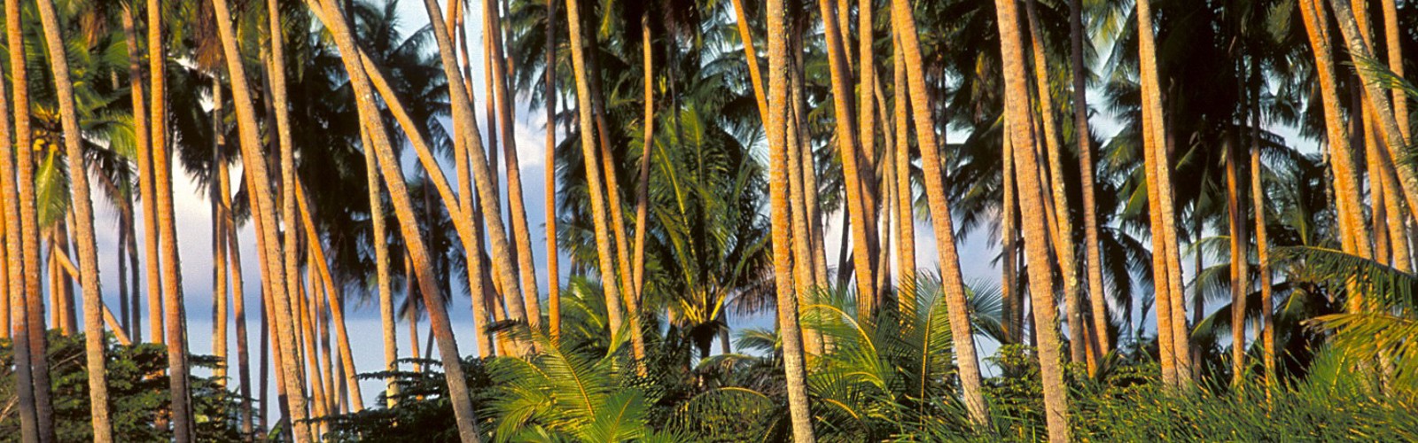 En skov af palmer, Tahaa