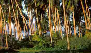 En skov af palmer, Tahaa
