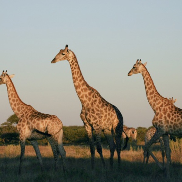 3 giraffer kigger ud over Nxai Pan, Botswana