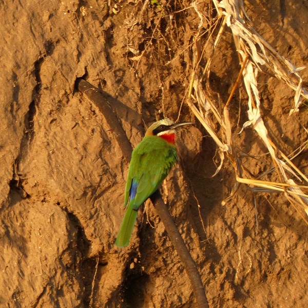 Leopard, Lower Zambezi, Zambia