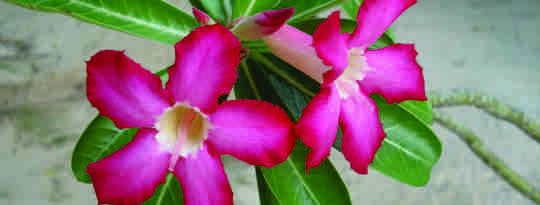 blomst Maldiverne