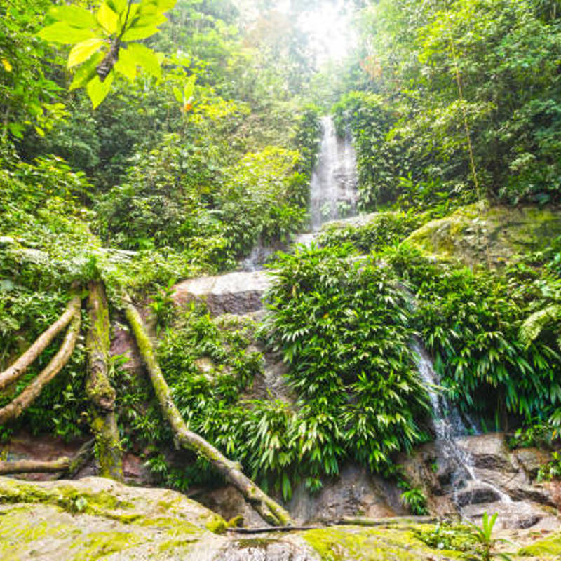 Små vandfald står skarpt i solen der trænger gennem regnskovens top