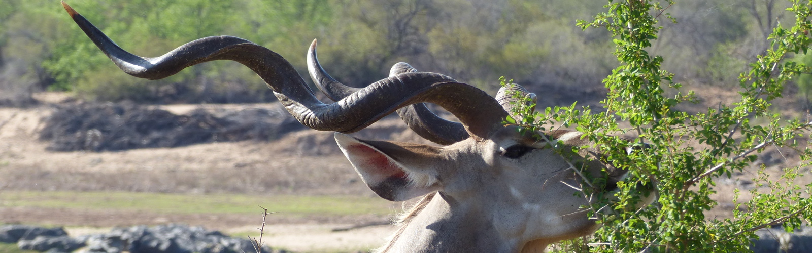 I:\AXUMIMAGES\Afrika\Sydafrika\Pakker\Kør-selv Kruger\P1010167