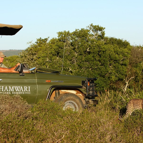 Gamedrive på Shamwari, Sydafrika