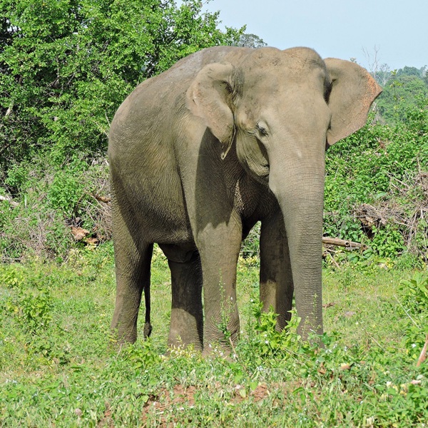 Sri Lanka - Udawalawe - Elefant