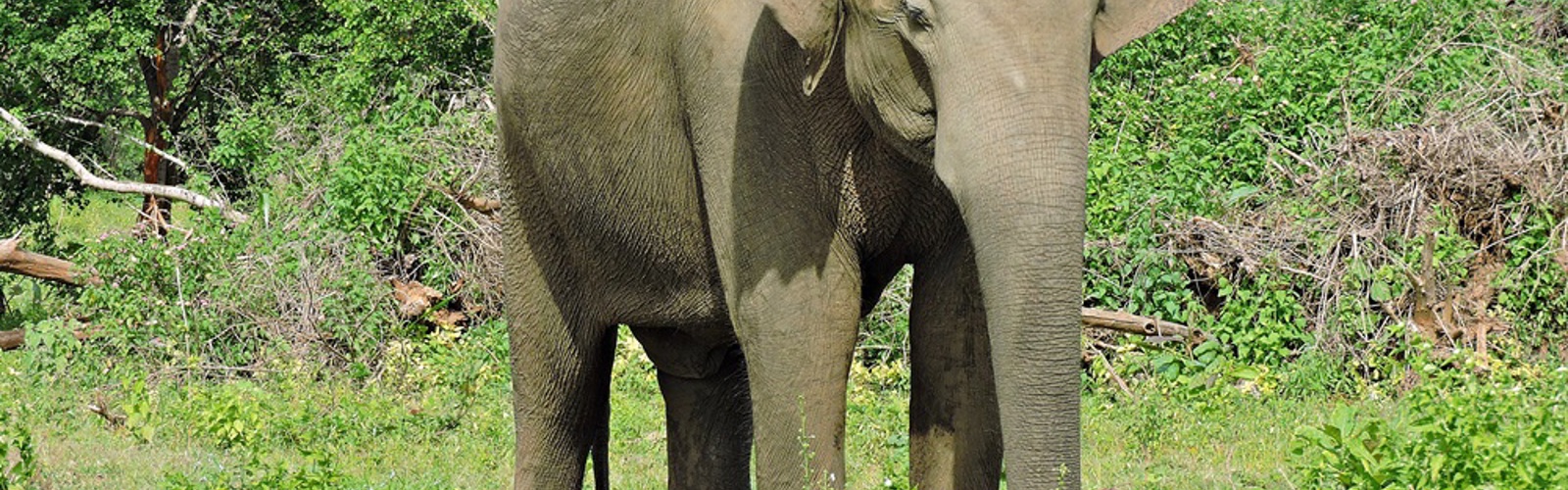 En enlig elefant i  Udawalawe nationalpark, Sri Lanka