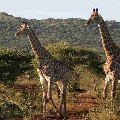 Giraffer på vejen, Hluhluwe, Thanda Private Game Reservm Sydafrika