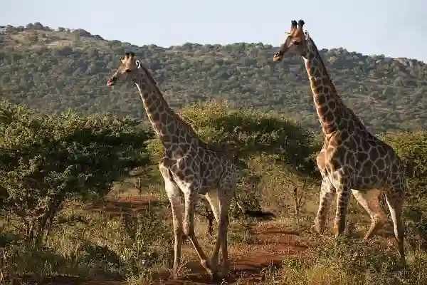 Giraffer på vejen, Hluhluwe, Thanda Private Game Reservm Sydafrika