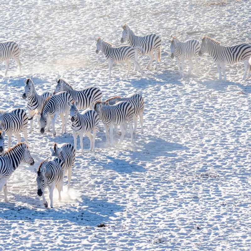 Zebraer