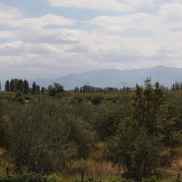 mendoza