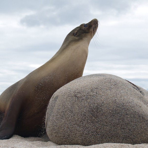 Dyrene leger på Galapagos