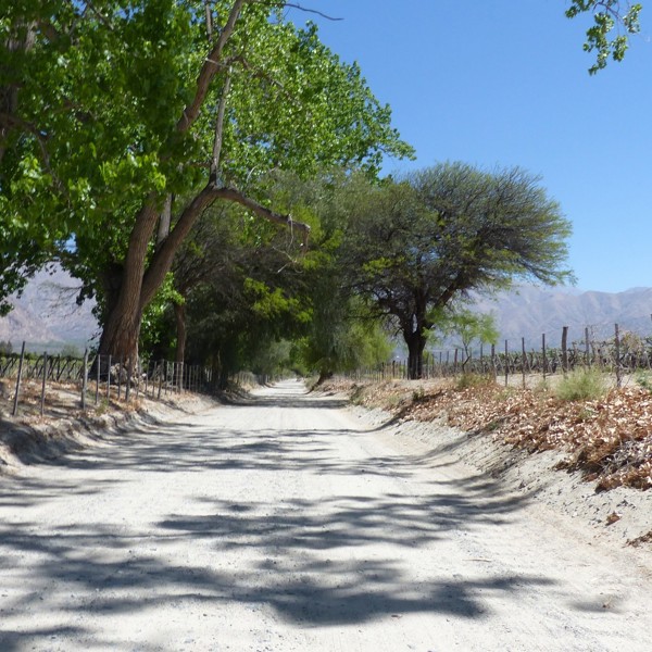 Vej genne vinmarker ved Cafayate