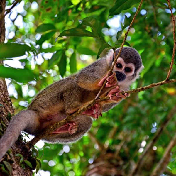 Ecuador - Amazon - Coca