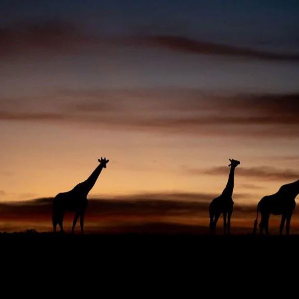 Pumba Private Game Reserve - Sydafrika