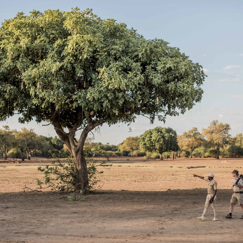 I:\AXUMIMAGES\Afrika\Zambia\Pakker\22618 - South Luangwa National Park\Walking safari