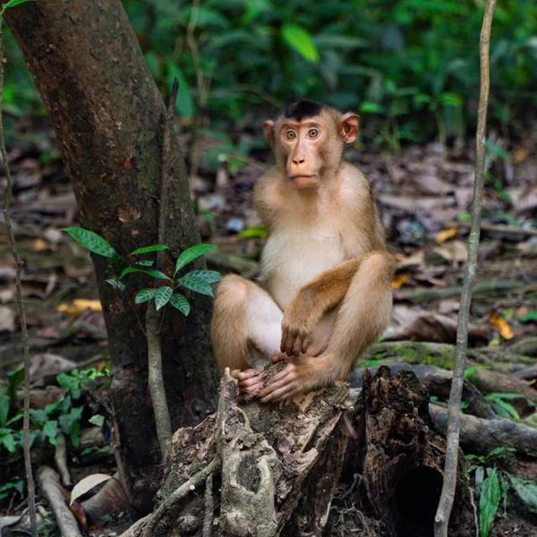 Bilit Rainforest Lodge - Borneo
