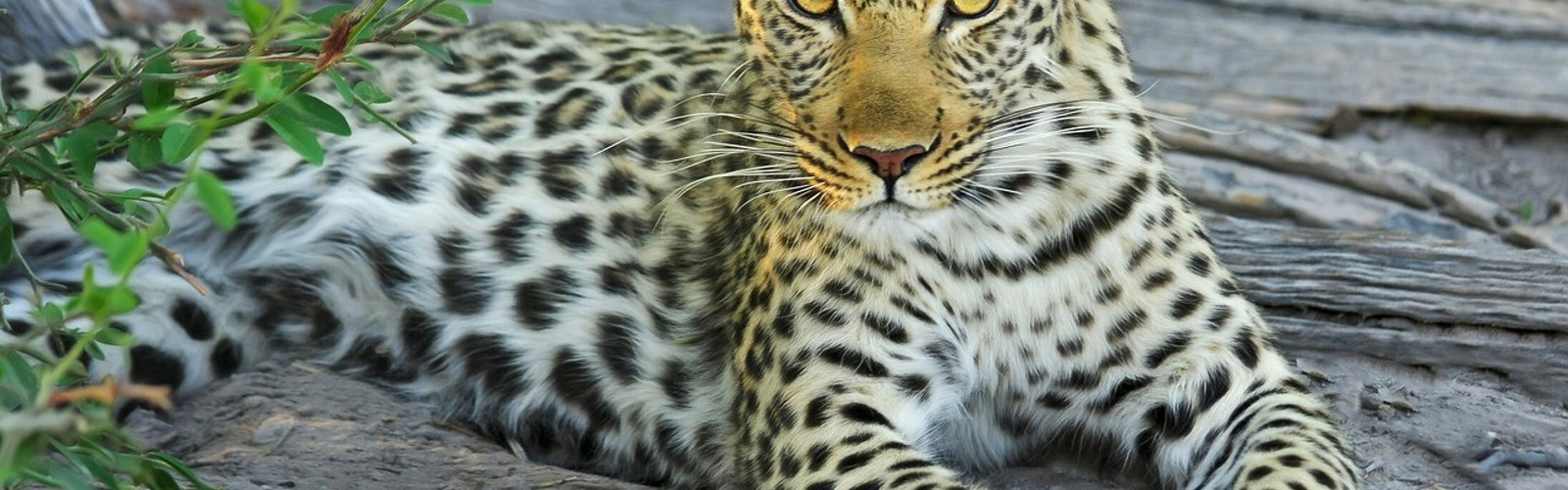 Leopard, Okavango deltaet, Botswana