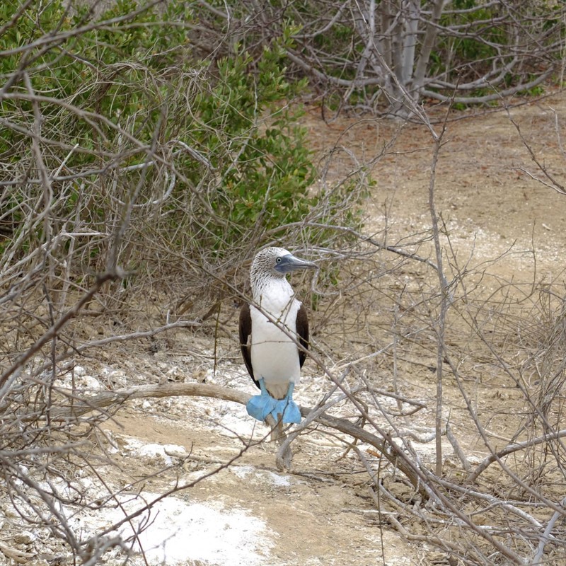 Blåfodet sule, Isla de la Plata, Ecuador