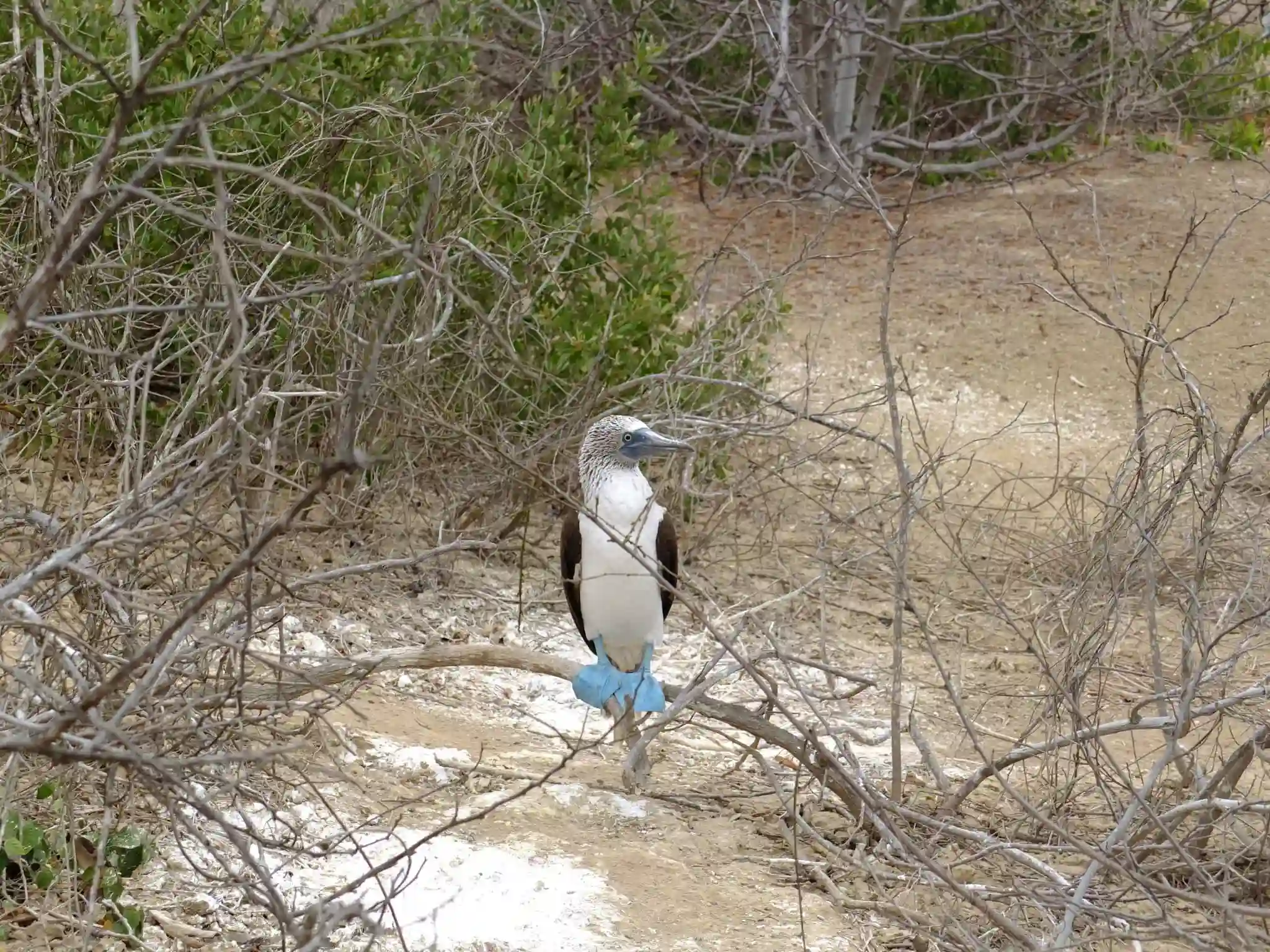 Blåfodet sule, Isla de la Plata, Ecuador