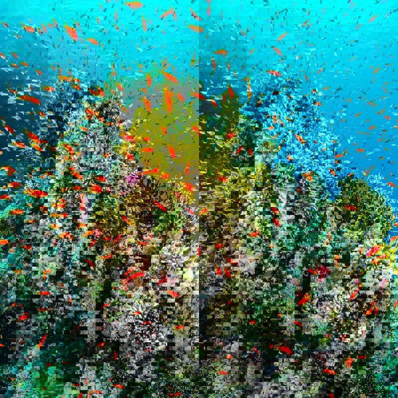 Koralrev som man kan se ved at dykke i Belize