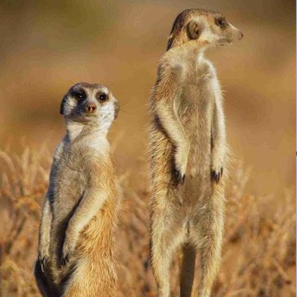 Botswana - Makgadikgadi