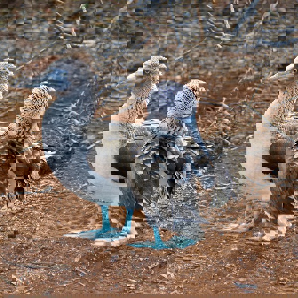 Rejser til Galapagos