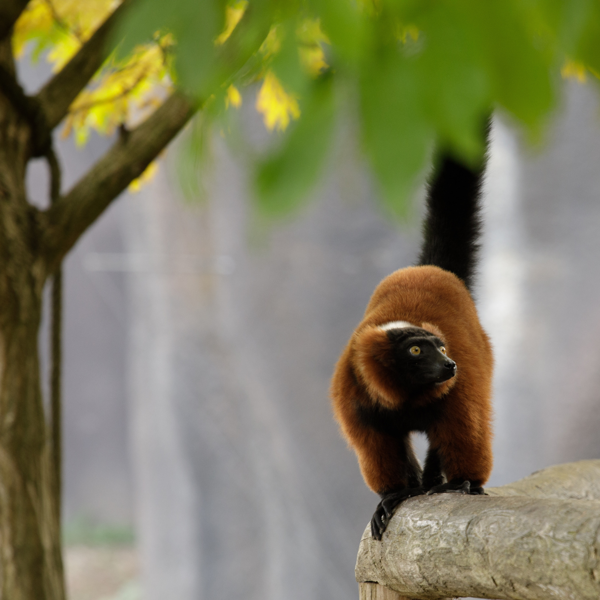 lemur der kravler på et træ