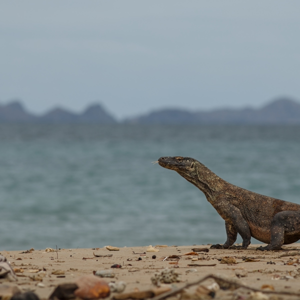 Galapagos - Baltra - Komodo-dragon