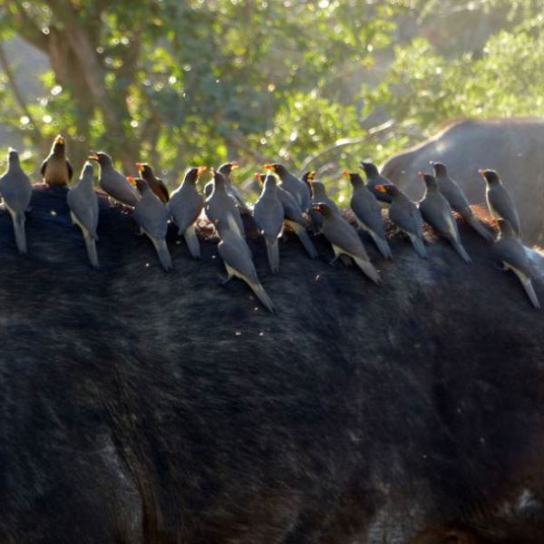 Birds - South Africa