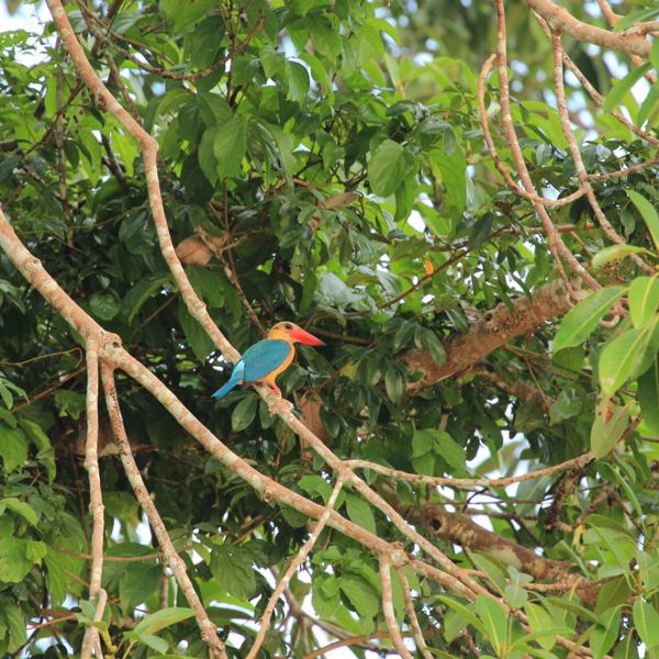 King Fisher
