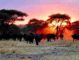 I:\AXUMIMAGES\Afrika\Tanzania\Tarangire\Sunset