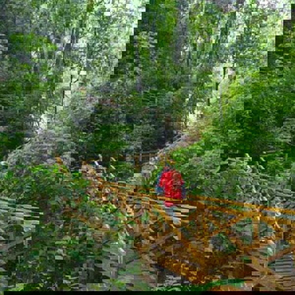 Vandr rundt i Guatemalas regnskove og oplev unik natur