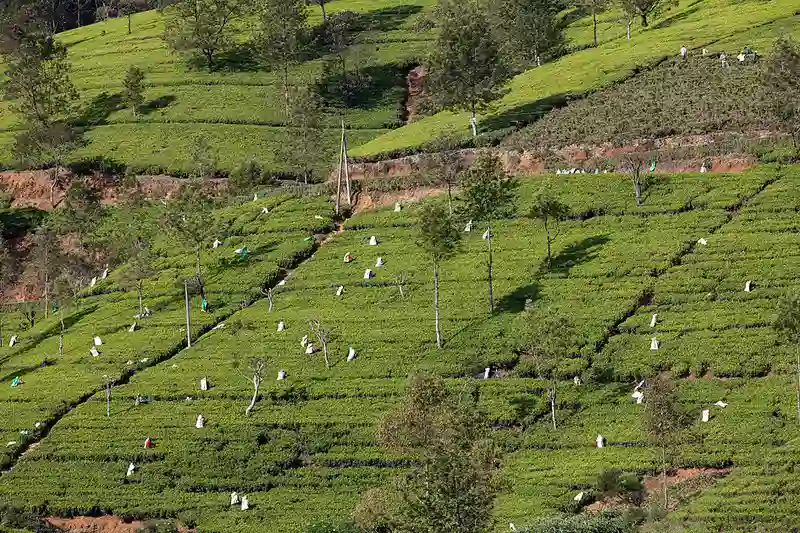 Tea State Sri Lanka