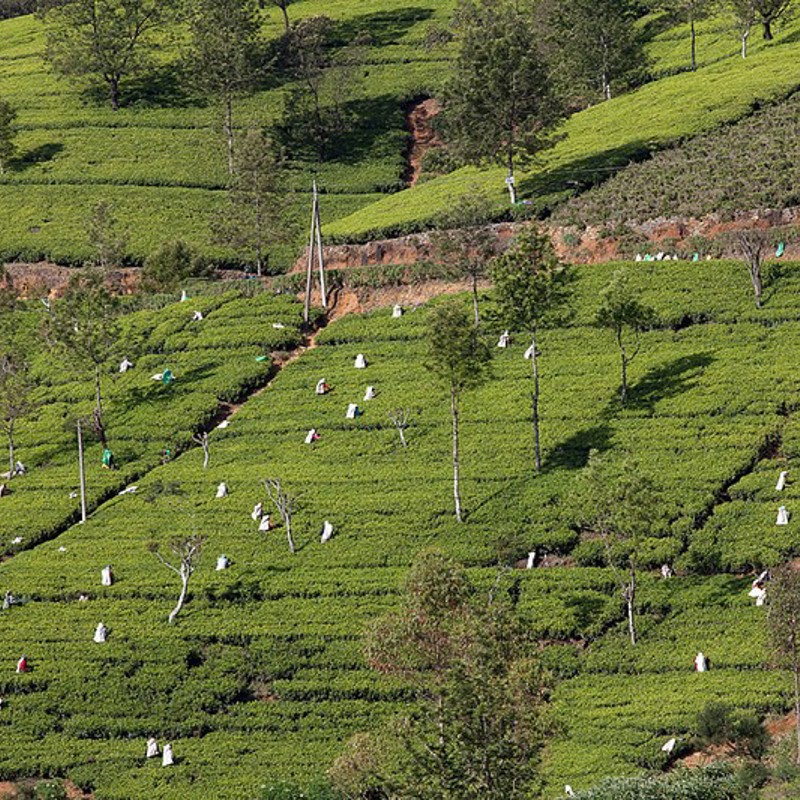 Tea State Sri Lanka