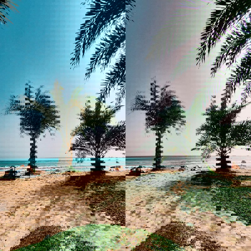 Palmerne skyder op på strandene i Sal Rei