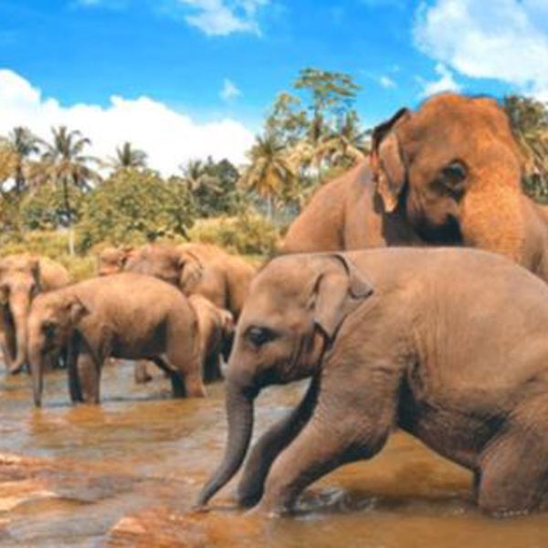 Elephants - Sri Lanka