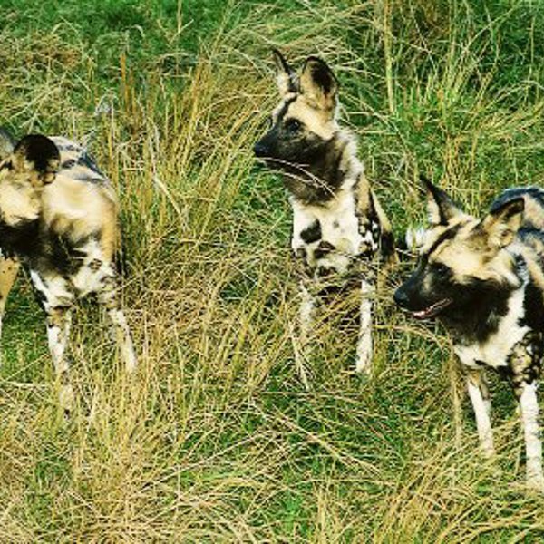 Vilde hundene i Moremi - Botswana